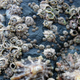 Illustration for article titled The Navy's Huge, Hidden Problem: Barnacles on Ships